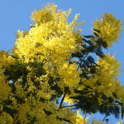 Planta proibida em Portugal-Mimosa Gaulois Astier